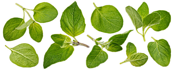 Oregano leaves isolated on white background