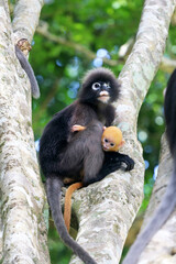Fototapeta premium A blind mother of Dusky leaf monkey, dusky langur carries a yellow baby on a tree in southern of Thailand