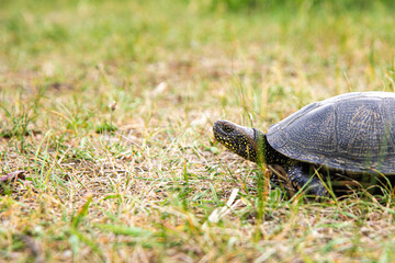 Turtles walking on grass. Close up view of land turtle