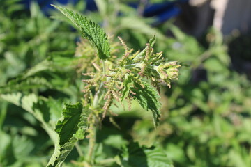 burning nettle close-up in summer