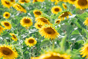 Fototapeta premium sunflower field in summer