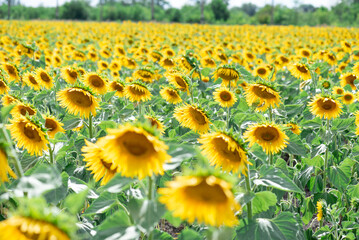 Obraz premium field of sunflowers in summer