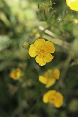 Bouton d'or en gros plan