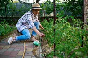 Inspired woman gardener, tying up a rope around green tomato plant with yellow flowers in her own countryside eco farm