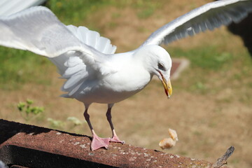 Envol d'un go&eacute;land
