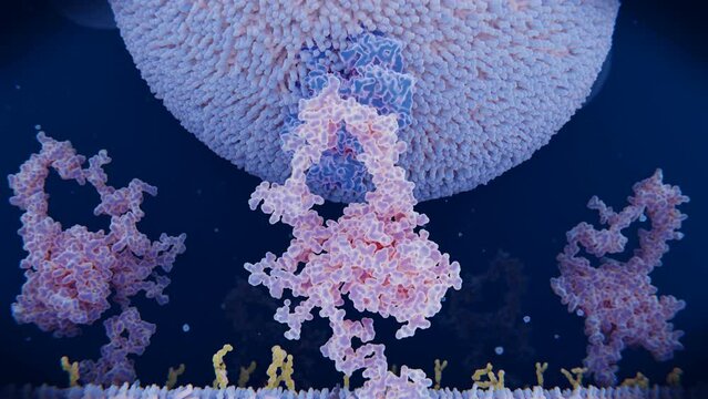 LDL particle binding to the LDL receptor