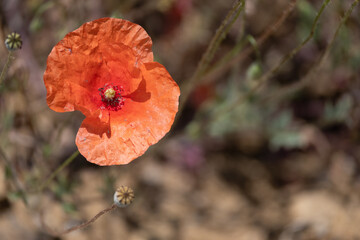 Orange poppy flower