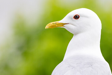 Close up of a Common Gull - Larus canus - Linnaeus