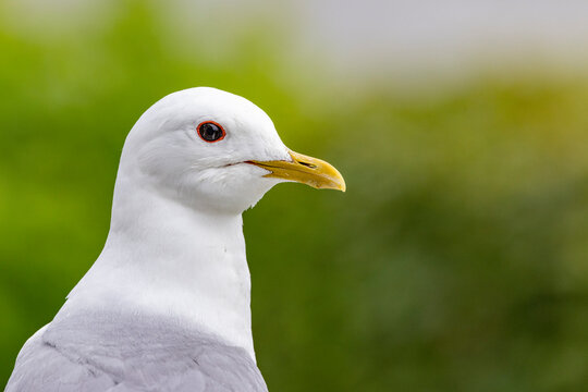 Close up of a Common Gull - Larus canus - Linnaeus