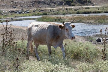 Cows roaming and feeding freely in meadows