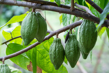 Green young cocoa pod hang on branch in the field. Unripe cocoa fruit on the tree. A young theobroma cacao fruit.