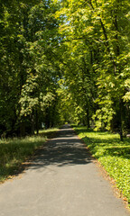 Road to Wrocław Park, along the trees.