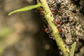 Crematogaster scutellaris ant with aphids