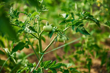 Obraz premium Close-up of homegrown unripe green healthy tomatoes hanging on the branch in the organic eco farm. Agriculture