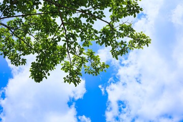 初夏の晴れた空と新緑　エコロジーイメージ