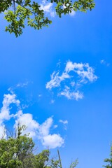初夏の晴れた空と新緑　エコロジーイメージ
