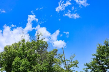 初夏の晴れた空と新緑　エコロジーイメージ