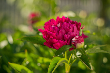 Peony with dark red flowers. From about the 16th century. A bushy variety, Rubra plena, often found in home gardens. With higher growth and later flowering time.