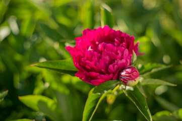 Obraz premium Peony with dark red flowers. From about the 16th century. A bushy variety, Rubra plena, often found in home gardens. With higher growth and later flowering time.
