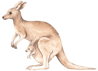 Watercolor kangaroo illustration. Hand drawn australian animals. Isolated elements on white background