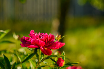 Peony with dark red flowers. From about the 16th century. A bushy variety, Rubra plena, often found in home gardens. With higher growth and later flowering time.