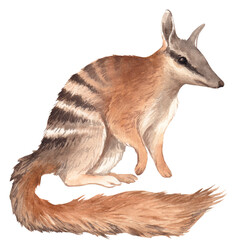 Watercolor numbat illustration. Hand drawn australian animals. Isolated elements on white background