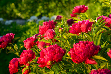 Peony with dark red flowers. From about the 16th century. A bushy variety, Rubra plena, often found in home gardens. With higher growth and later flowering time.