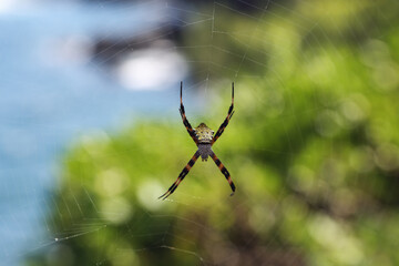 Beautiful Spider