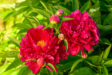 Peony with dark red flowers. From about the 16th century. A bushy variety, Rubra plena, often found in home gardens. With higher growth and later flowering time. © M Talvik