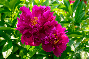 Peony with dark red flowers. From about the 16th century. A bushy variety, Rubra plena, often found...