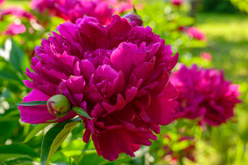 Peony with dark red flowers. From about the 16th century. A bushy variety, Rubra plena, often found...