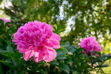 Paeonia lactiflora Edulis Superba (Lemoin 1824). The old pink variety has strongly scented, dark pink florets that are notched with petals in the center.