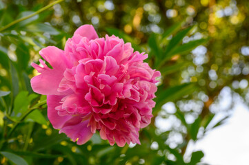 Paeonia lactiflora Edulis Superba (Lemoin 1824). The old pink variety has strongly scented, dark pink florets that are notched with petals in the center.