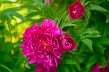 Peony with dark red flowers. From about the 16th century. A bushy variety, Rubra plena, often found in home gardens. With higher growth and later flowering time.