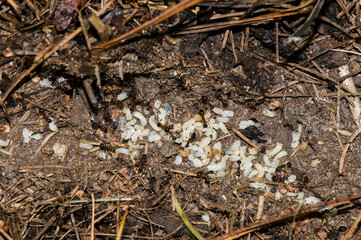 Colony of black ants tending to larvae with some hatching.