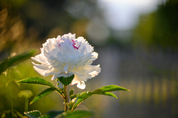 White peony. ´Festiva Maxima´ with white filled rides. The large white filler flower has a purple contrast at the edges and center of the petal. Mild smell. An old variety from 1851.