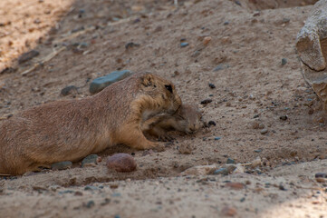 Black tailed Prairie Dog parent grooming and nuzzeling with the young.