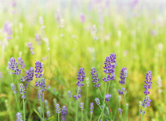 The lavender branches on the lavender field, close-up of lavender, natural, selective focus