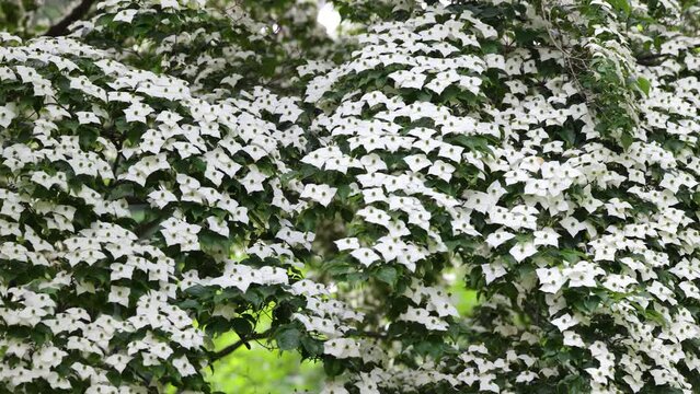 White flowers of kousa - Cornus kousa tree in Poland, 4k flowers