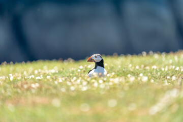 selected focus Atlantic Puffin standing in the grass as the top of a cliff