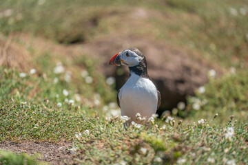 Atlantic Puffin standing outside its breeding burrow