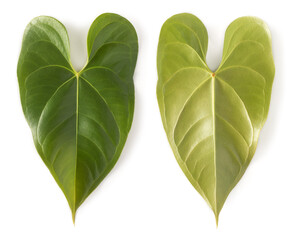 anthurium flowering plant leaves, also known as tailflower, flamingo and laceleaf plant, heart shaped foliage isolated on white background, collection