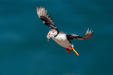 Atlantic Puffin flying  home with a bill full of sand eels and fish