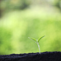 Small plant pumpkin growing up with lush green background