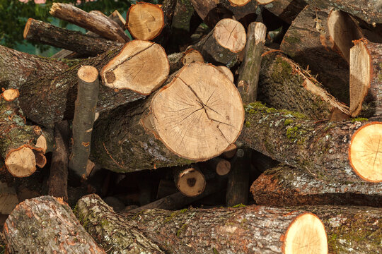 Fresh cut solid wood logs for heating in winter.