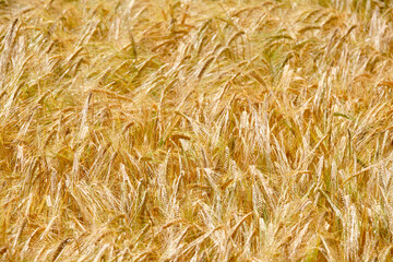 Close-up of a bright agricultural field with barley in the sun. Seen in Germany in July.