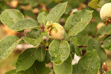 A young, unripe quince in a tree.