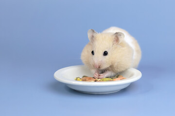 Cute and funny fluffy Syrian hamster stuffed food in his cheeks. Home favorite pet. Place for text - obrazy, fototapety, plakaty