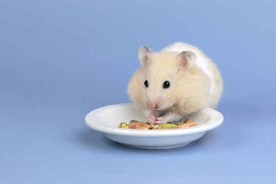 Cute and funny fluffy Syrian hamster stuffed food in his cheeks. Home favorite pet. Place for text