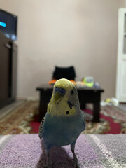 parrot on a table